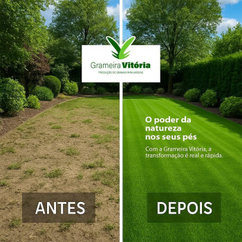 Grameira Vitória - Produção de Gramas para Jardim - foto 2